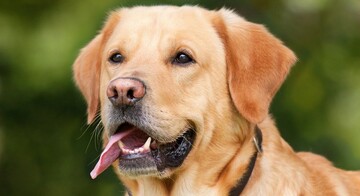 Лабрадор пішов з дому і знайшовся в іншому штаті. Дізнавшись причину його втечі, господарі не стримали сліз