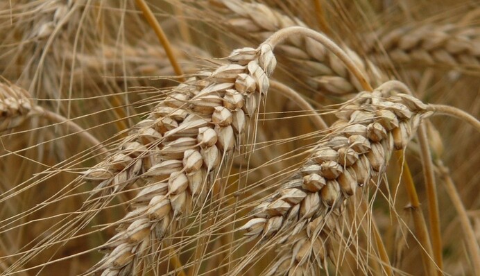 Стрімке падіння: як протеже Милованова довів «Аграрний фонд»