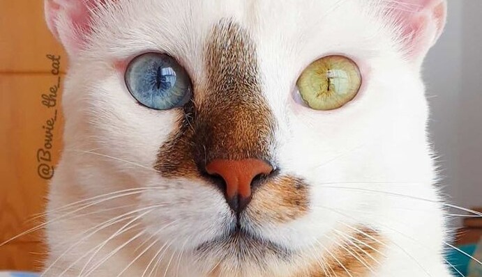 Кіт народився з двома різними очима і став зіркою в мережі, адже люди не вірять, що це не фотошоп