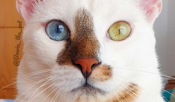 Кіт народився з двома різними очима і став зіркою в мережі, адже люди не вірять, що це не фотошоп