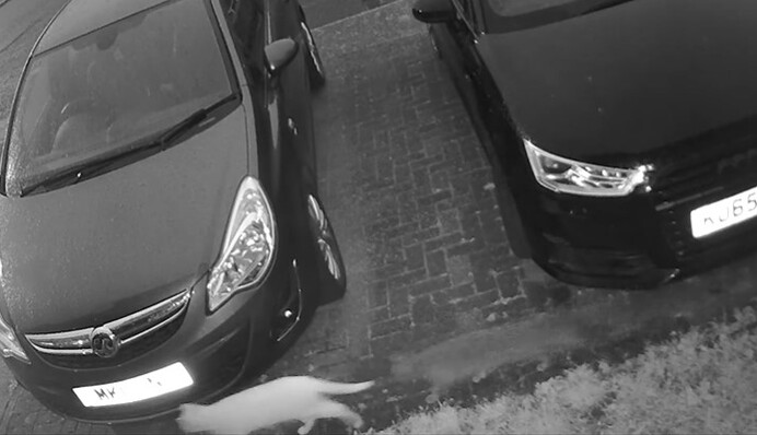 Женщина показала видео с призраком кота: люди не верят в духов, но и не могут разгадать загадку