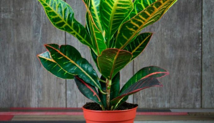 5 опасных растений, которые по ошибке держат дома