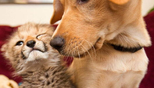 День дружбы отмечают не только люди: 10 фотографий, которые украдут ваше сердечко