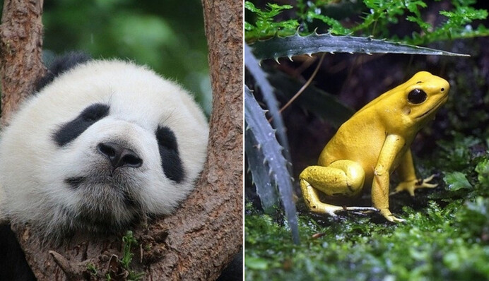 5 милейших животных, которые запросто могут убить человека