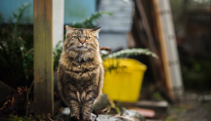 Кіт, затриманий за контрабанду наркотиків, втік з в'язниці на Шрі-Ланці