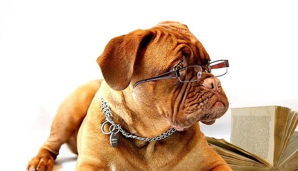 5 животных, которые оказались умнее своих хозяев и стали звездами в сети