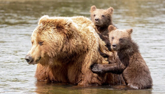 Медвежата переправились через реку на спине у мамы, и это самые милые семейные фото