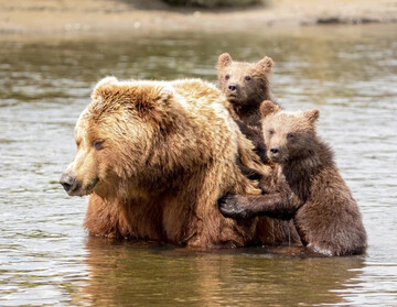 Ведмежата переправилися через річку на спині у мами, і це наймиліші сімейні фото
