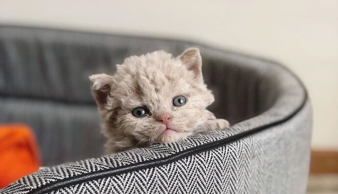 Коты необычной породы завоевали сердца всей сети, и все потому, что похожи на плюшевых мишек