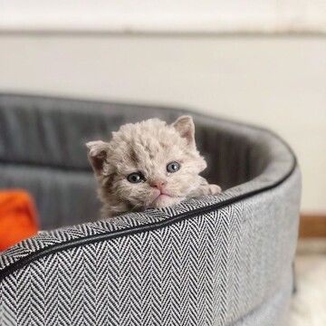 Коти незвичайної породи завоювали серця всієї мережі, і все тому, що схожі на плюшевих ведмедиків