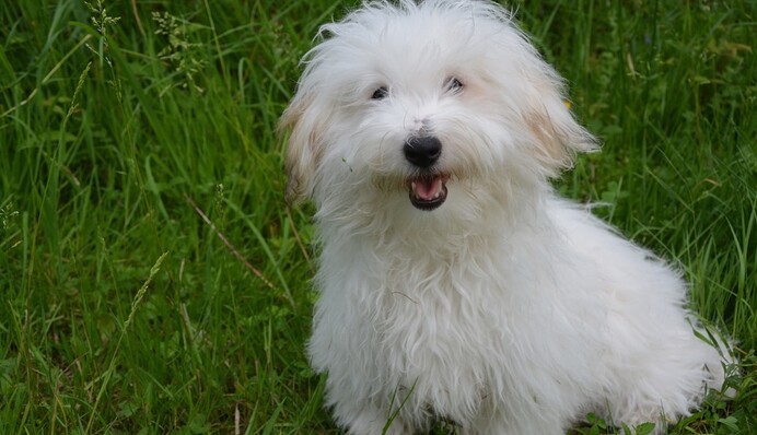 Мужчина выпустил мокрого пса гулять и невольно изобрел новый способ покраски животных