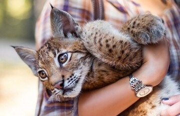 Дівчина приютила рисей і навіть не помітила - просто тепер у неї вісім собак, троє коней і дві великі кішки