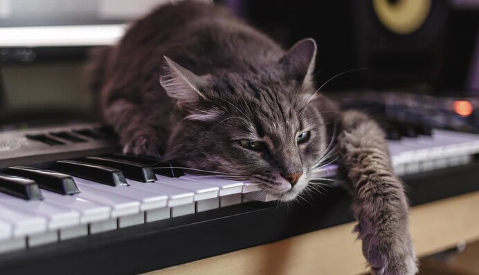 Кот играет на пианино каждый раз, когда хочет есть - и это отличная альтернатива мяуканью