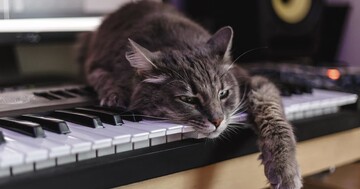 Кіт грає на піаніно кожен раз, коли хоче їсти - і це чудова альтернатива нявканню