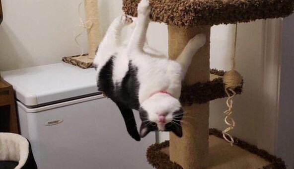 10 забавных фото, которые доказывают - котам законы физики не писаны