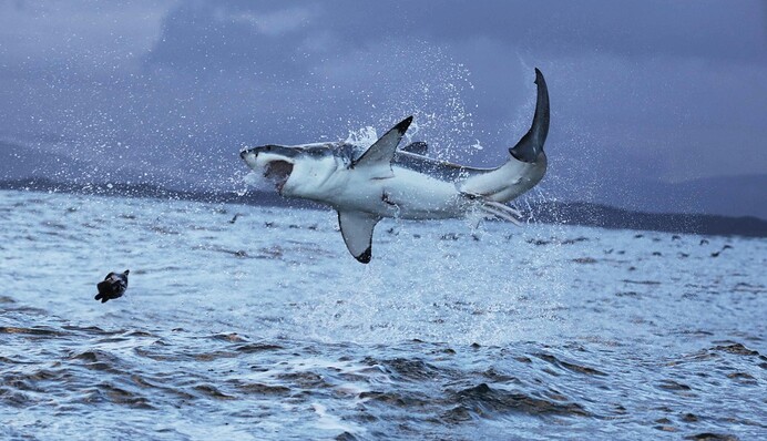 Мужчина отбил жену у 2-метровой акулы, прыгнув хищнику на спину
