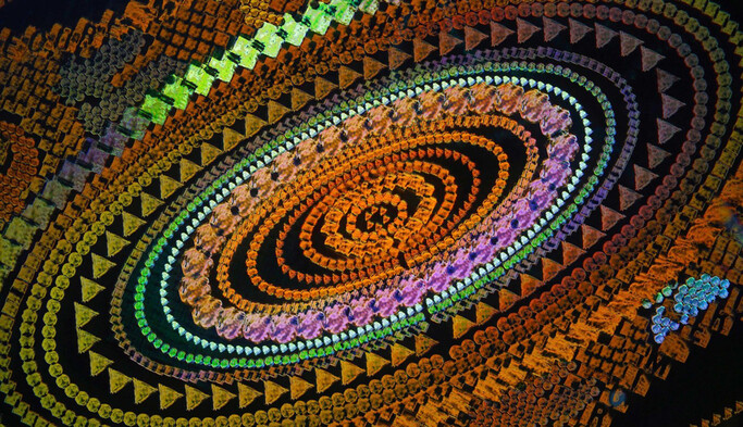 10 вражаючих макрофотографій, від яких навіть стає не по собі