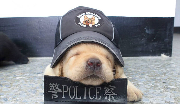 10 милых щенков полицейских, которые пока еще не стали грозой беззакония