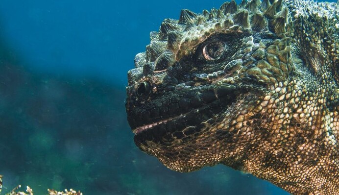 Люди дізналися, як виглядає морська ігуана і повірили в існування Годзілли - ще б пак, подивіться самі