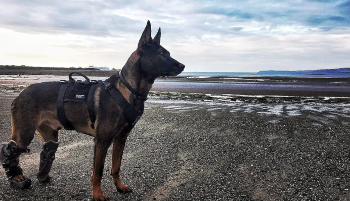 Овчарка с протезами лап получила собачью медаль за отвагу - вот ее история