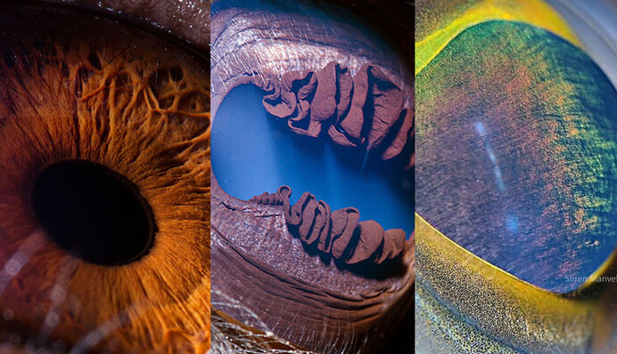 10 фото, які нагадають кадри з космосу, але ні - так поблизу виглядають очі тварин