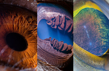 10 фото, які нагадають кадри з космосу, але ні - так поблизу виглядають очі тварин