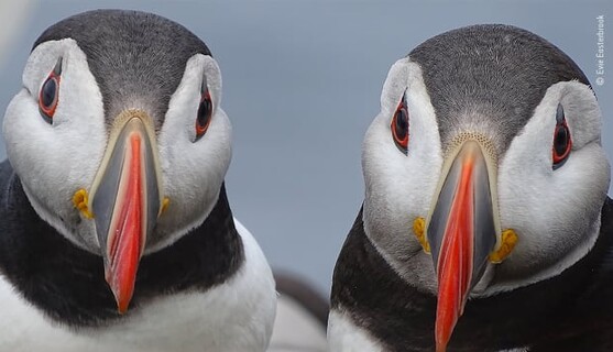 В Лондоне выбрали лучшие фото дикой природы - на них пожары, редкие животные и смешные птицы