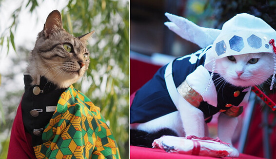 Парень шьет аниме-костюмы для своих кошек - вот лучшие из них
