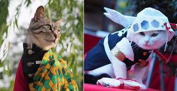 Парень шьет аниме-костюмы для своих кошек - вот лучшие из них