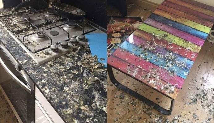 Парень не закрыл дома окна и вернулся через полгода в другую квартиру - о ней позаботились голуби