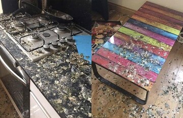 Парень не закрыл дома окна и вернулся через полгода в другую квартиру - о ней позаботились голуби