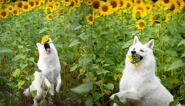 Дівчина задумала милу фотосесію собак у квітах, але дуже скоро зрозуміла - це була погана ідея