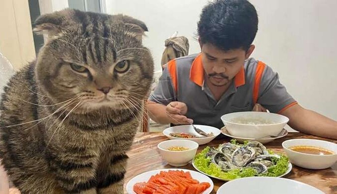 Женщина делит внимание своего мужа с соперником, против которого сложно бороться. Ее конкурент - кот Джарвис