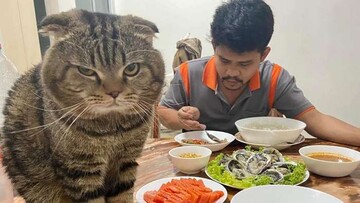 Жінка ділить увагу свого чоловіка з суперником, проти якого складно боротися. Її конкурент - кіт Джарвіс