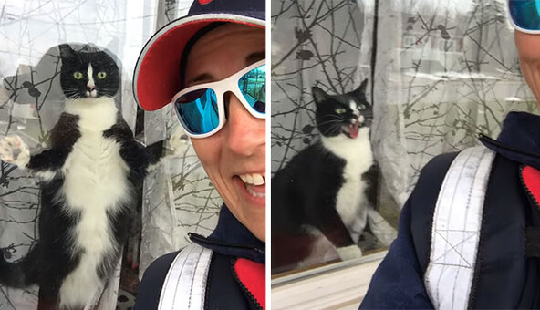 Кот смело защищает дом от посторонних, и его бойкости может позавидовать любая собака