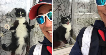 Кот сміливо захищає будинок від сторонніх, і його жвавості може позаздрити будь-яка собака