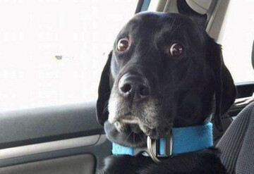 Жінка кинула роботу і стала заробляти десятки тисяч доларів, прикидаючись собакою