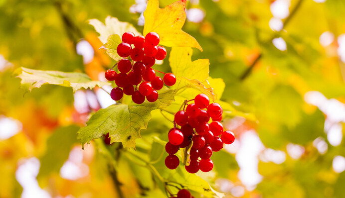 Солнечно и ясно: на выходных лето не покинет Украину