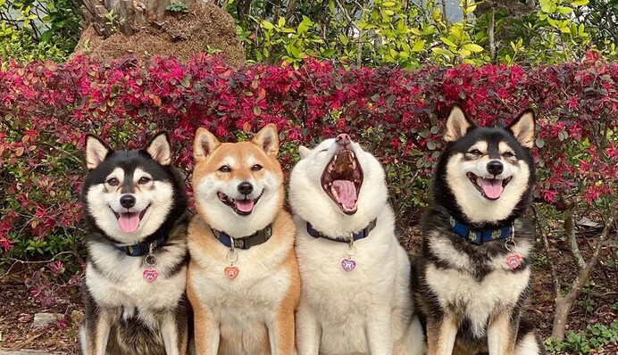 Милый пес постоянно портит групповые фото, и такой друг есть у всех