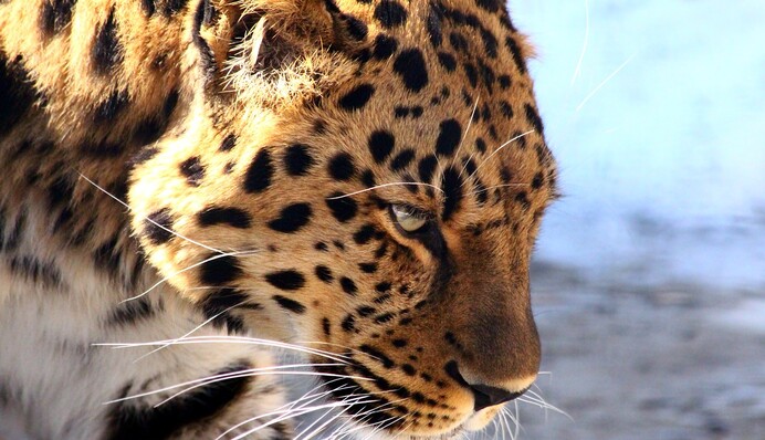 Леопард забрел в ресторан роскошного отеля в Южной Африке - первыми угрозу почуяли мартышки