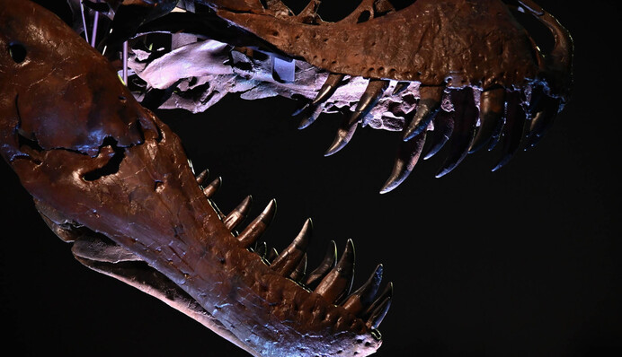 На аукцион выставили крупнейший скелет тираннозавра - он бродил по Земле 67 млн лет назад