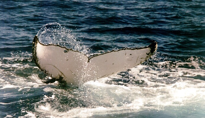 В Австралии горбатый кит спасся из реки, кишащей крокодилами - он жил рядом с хищниками неделю