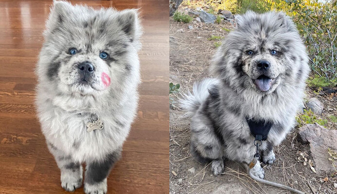 Щенок Чау-чау по кличке Тучка Орео вырос и стал настоящим Облаком - потискать такую печеньку захочет каждый