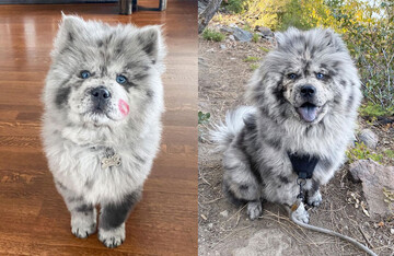 Щеня Чау-чау по кличці Тучка Орео виріс та став справжньою Хмарою - потискати таку печеньку захоче кожен