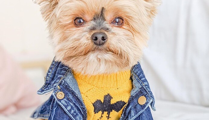 Крошечный пес в модных нарядах стал звездой соцсетей - все благодаря креативной хозяйке