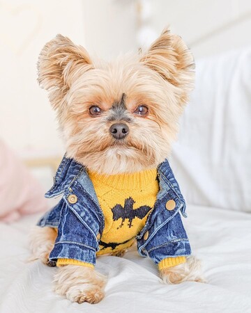 Крихітний пес в модних нарядах став зіркою соцмереж - все завдяки креативній господині