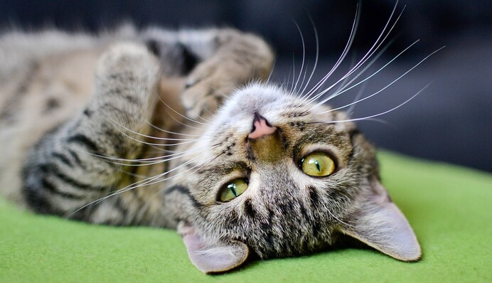 А вы знаете, что происходит с глазами икающей кошки? Мы тоже увидели это впервые - видео