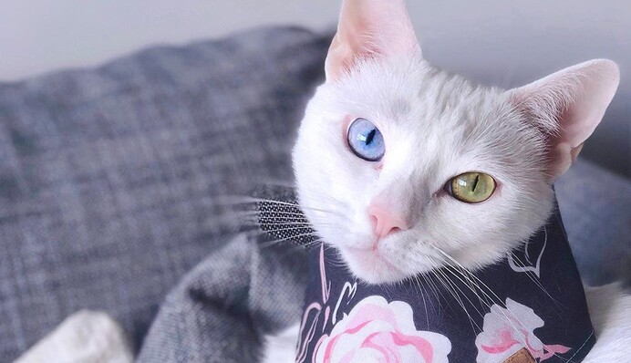 Кішка народилася з шістьма пальцями та різними очима, але це не завадило їй знайти багато любові в Instagram