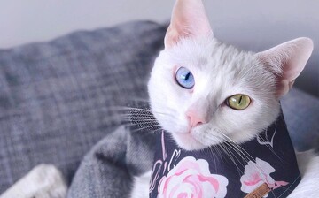 Кошка родилась с шестью пальцами и разными глазами, но это не помешало ей найти много любви в Instagram