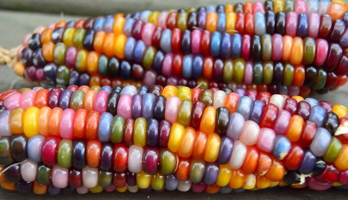 5 простих овочів, які виглядають часом, як знахідки з космосу